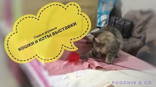 Выставка кошек и котов. Киев. 17-18 февраля 2018 Выставка кошек и котов. Киев. 17-18 февраля 2018