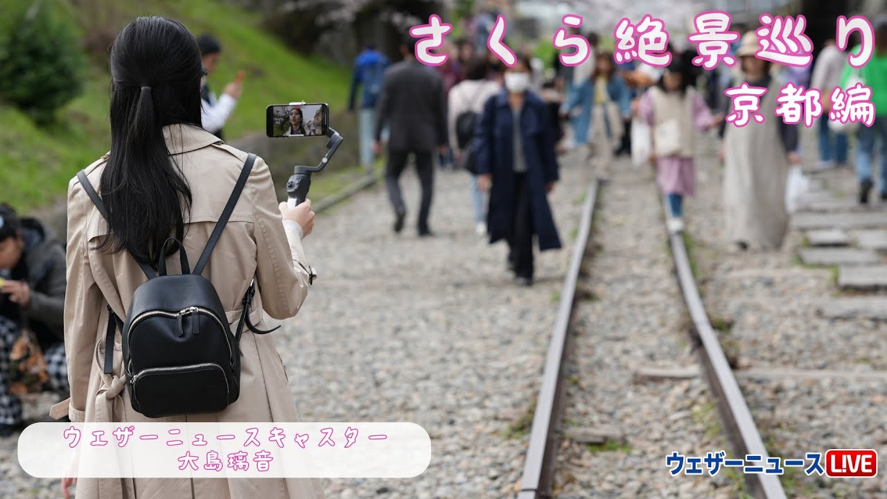 【桜】桜絶景巡り〜京都編〜/大島璃音