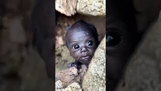 (VLOG)HUNTING ASIATICA JUMBO DI SPOT ANGKER  #fyp  #channa   @tuyenvlog201 @Crazy_AwNn_Adventures