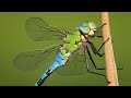 The magnificent blue emperor  a massive european dragonfly