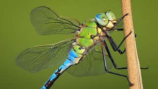 The Magnificent Blue Emperor - A Massive European Dragonfly