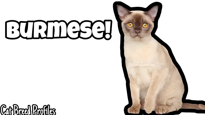 Watch the video about Burmese! -Cat Breed Profile-