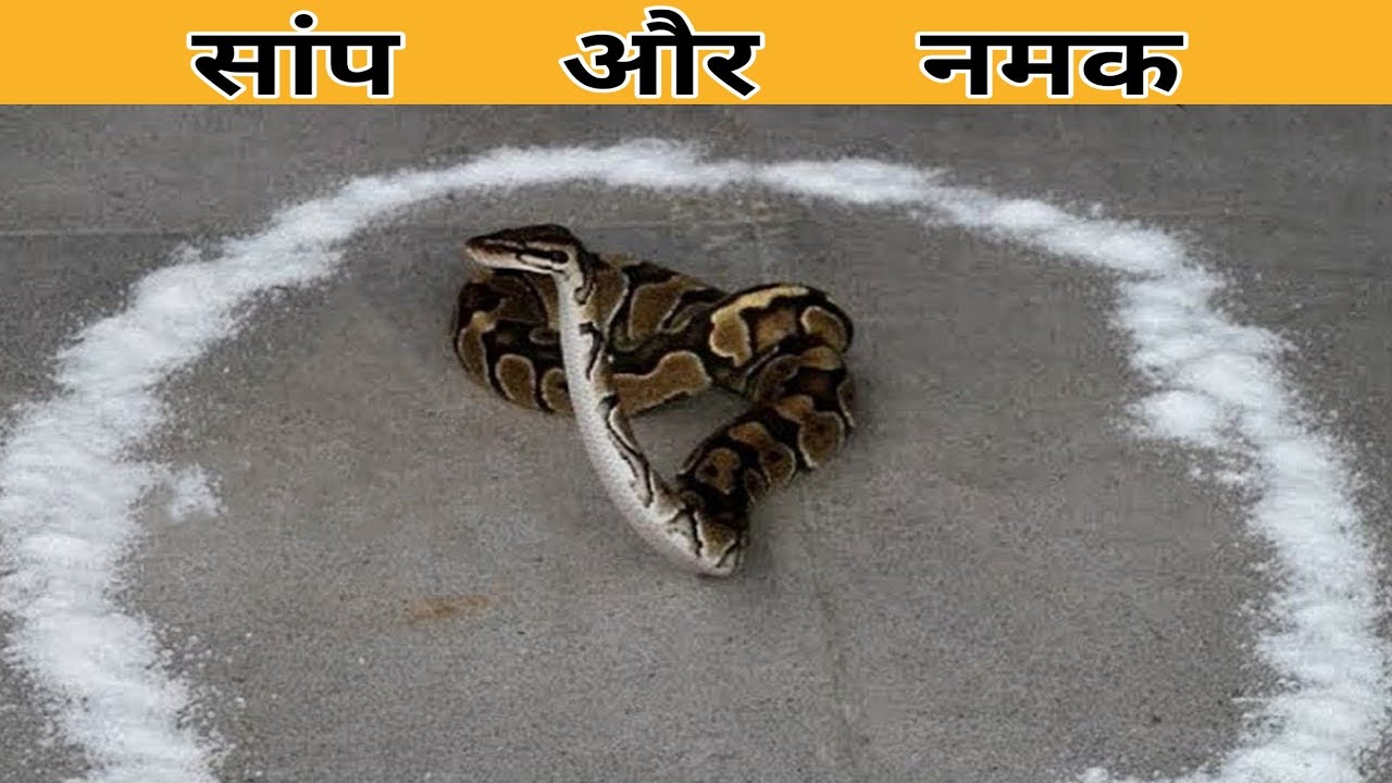 नमक से क्यों डरता है सांप ? Why do Snakes scare of Salt ? YouTube