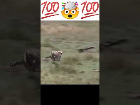 cheetah at full