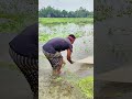 Amazing Village Net Fishing Videos #fishing