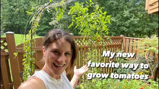 Growing Tomatoes On An Arched Trellis | Vertical Growing | The Reckless Garden
