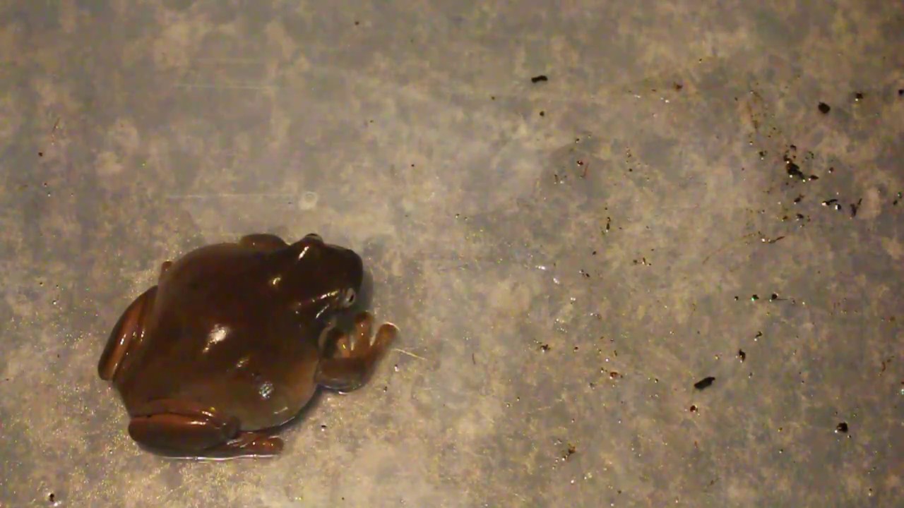 AUSTRALIAN WHITES TREE FROG BREEDER FEMALE UPDATE DECEMBER 2016 YouTube