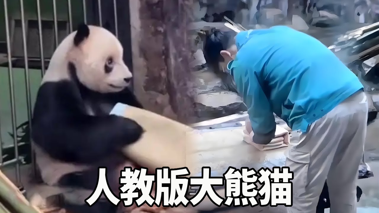 大熊猫还真的是谁养的像谁！萌二这熟练的叠被子的动作，简直与奶爸如出一辙！【大橙子数据】