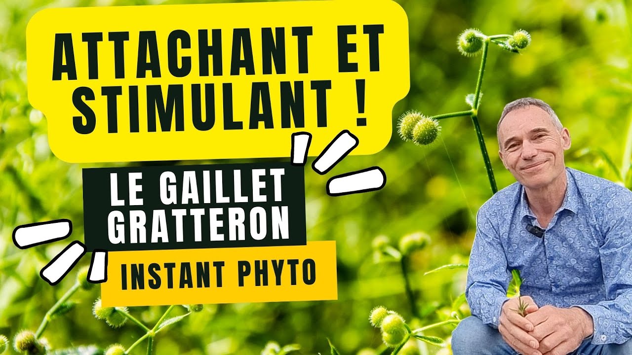 Gaillet gratteron, une plante attachante et stimulante