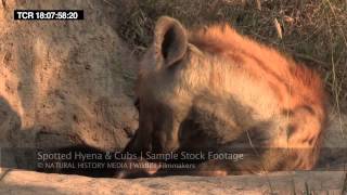 Hyena cubs in HD