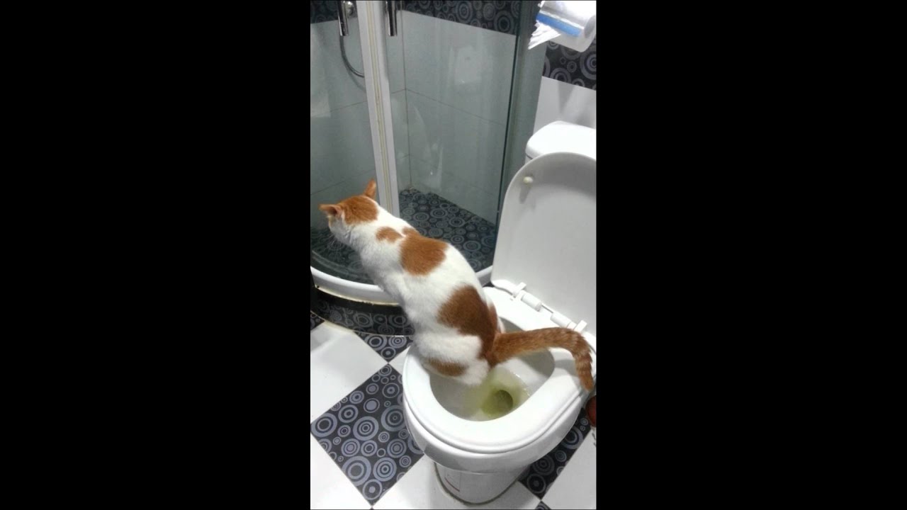 my cat is going to toilet YouTube