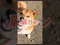 レオくん５年前に予言していた❗ #柴犬さん #柴犬 #柴犬レオ #柴犬大好き