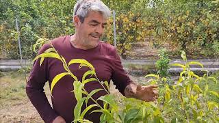 Injertando cítricos y destallando árboles de un verde en Aljucer Murcia