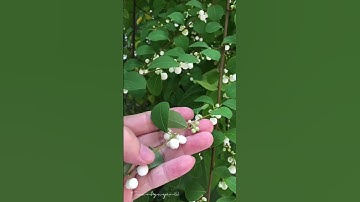 Cây Bỏng nổ Flueggea virosa trị gai cột sống