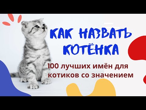 Как назвать котёнка. Лучшие клички для котов.