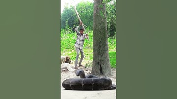Anaconda snake in Village.. #Anaconda  #Snake #funny #newviralvideo #snakeVideo  #village #anaconda