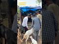 Bkari Palan start kaise karen #goat #farming #trending #jharkhand #bakripalan #shorts #viralvideo