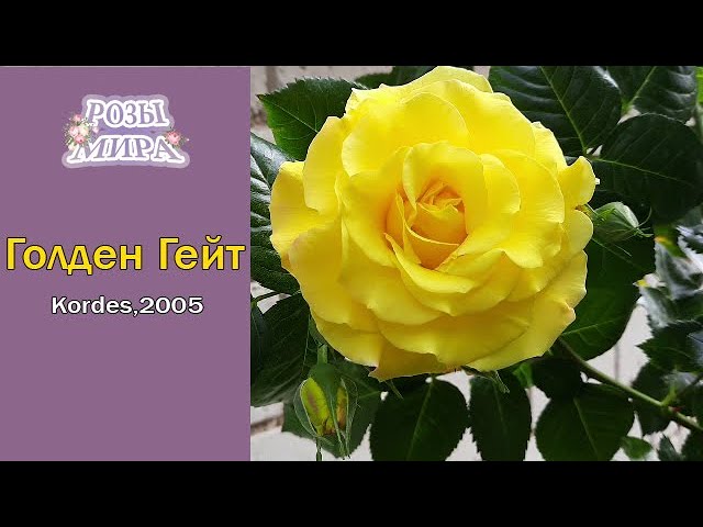 ЗОЛОТАЯ плетистая роза Голден Гейт / rose Golden Gate / Rozi Mira - YouTube