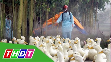 Nguy cơ gia tăng dịch bệnh cúm gia cầm độc lực cao | THDT