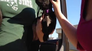 2NEWS Investigation on buying pets online