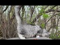 котик мейн-кунчик черный серебряный 4 мес