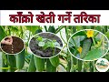 काँक्रो खेती गर्ने तरिका  || Cucumber cultivation || Kakro kheti garne tarika || AgriNepal Update