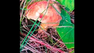 The Bolete Blues: Testing Bolete Mushrooms for Edibility