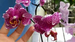 Цветущие орхидеи. Как ОМОЛОДИТЬ орхидею и получить детку.