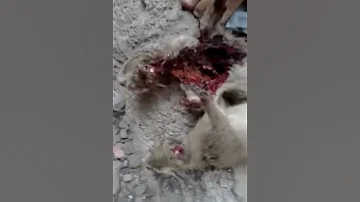 مقانيص عبد الرزاق اليافعي حبيل الريده 