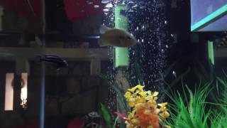 Native sunfish and cichlid tank