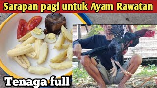 Sarapan pagi untuk Ayam Rawatan