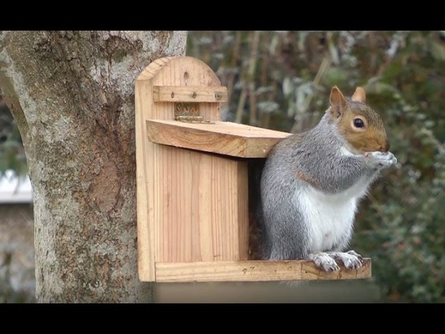 Écureuil : quelle mangeoire installer au jardin pour les écureuils ? -  Truffaut 