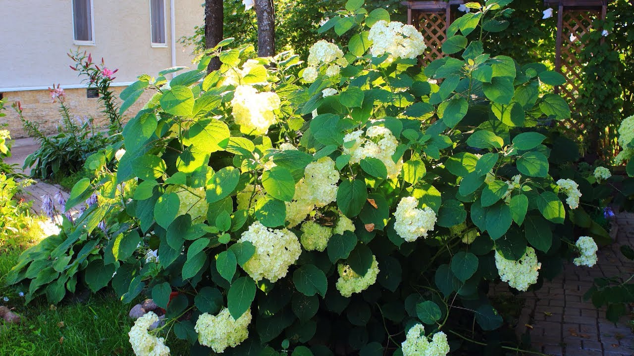 Viburnum derivat din paraziți. Cum să scapi de paraziți în organism în Krasnodar