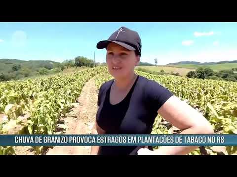 Chuva de granizo prejudica agricultores do RS e de SC | Canal Rural