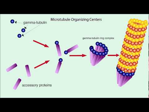 Microtubules