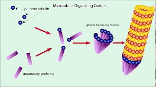 Microtubules (Structure and Function)
