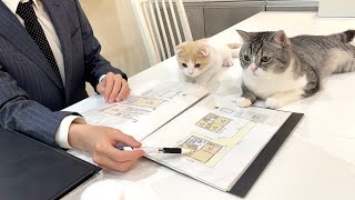 不動産屋との引っ越し会議に参加してくる猫たちがかわいすぎたw