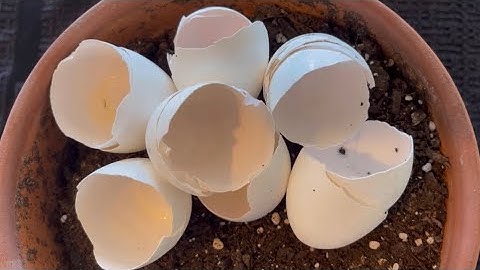 What do Eggshells Add to Your Compost?? Video 2023