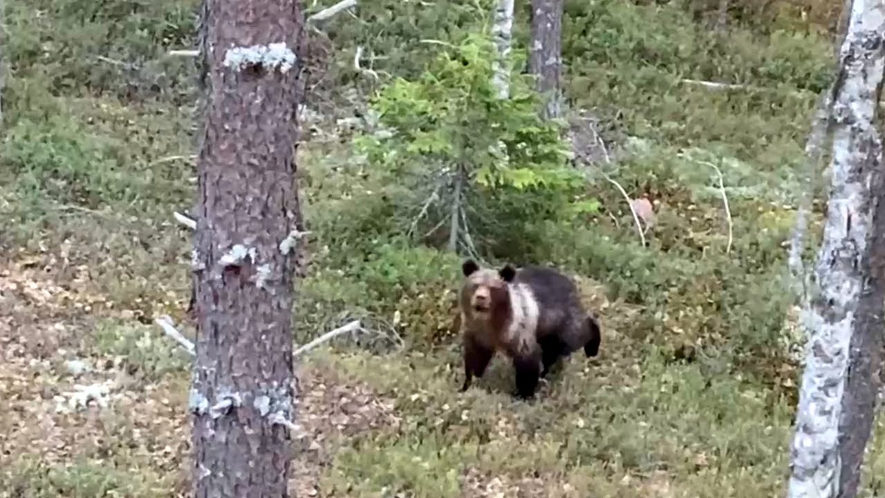 Охота на медведя видео 2023. Медведь в тайге. Встреча с медведем. Редкие медведи.