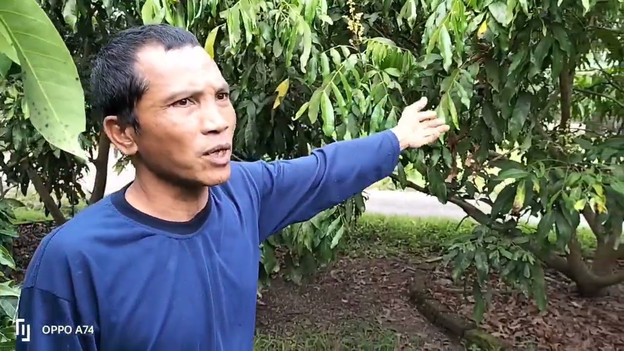 ini hasilnya pembuahan/boster kelengkeng dengan cara di semprot batang