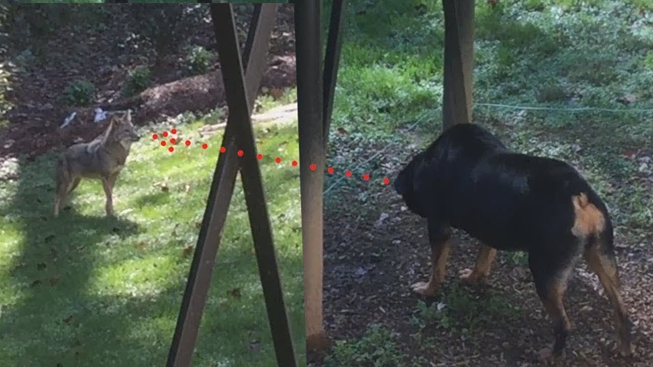 ROTTWEILER SE ENCUENTRA CON UN COYOTE - YouTube