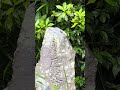 信仰のあり方を問う　श्रद्धायाः स्वरूपं पृच्छामि। #live #癒し #rerigion#ghost #religion #faith #信仰 #不動明王