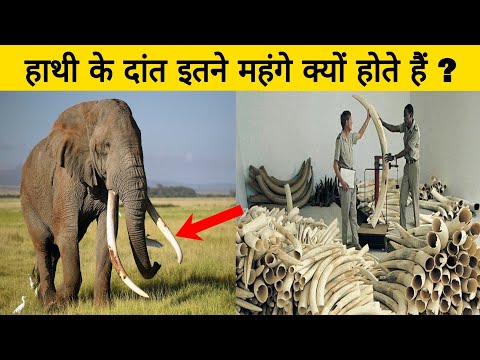 वीडियो: हाथी दांत: विवरण और फोटो। रोचक तथ्य