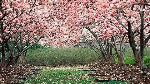 Thumbnail of "Hawaiian Wedding Song" by Elvis Presley - cover and live performance by Charlie Burger