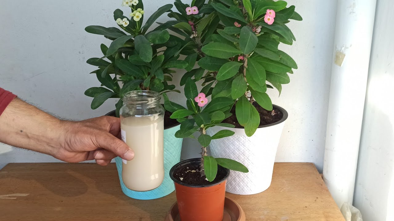 Dikenler Tacı Nasıl Çoğaltılır? | Dikenler Tacı Coşturan Gübre / Dikenler Tacı Bakımı