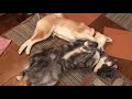 愛情表現が激し過ぎる秋田犬ぱたことこむぎ