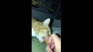 Stanley gets the cheez-it touch