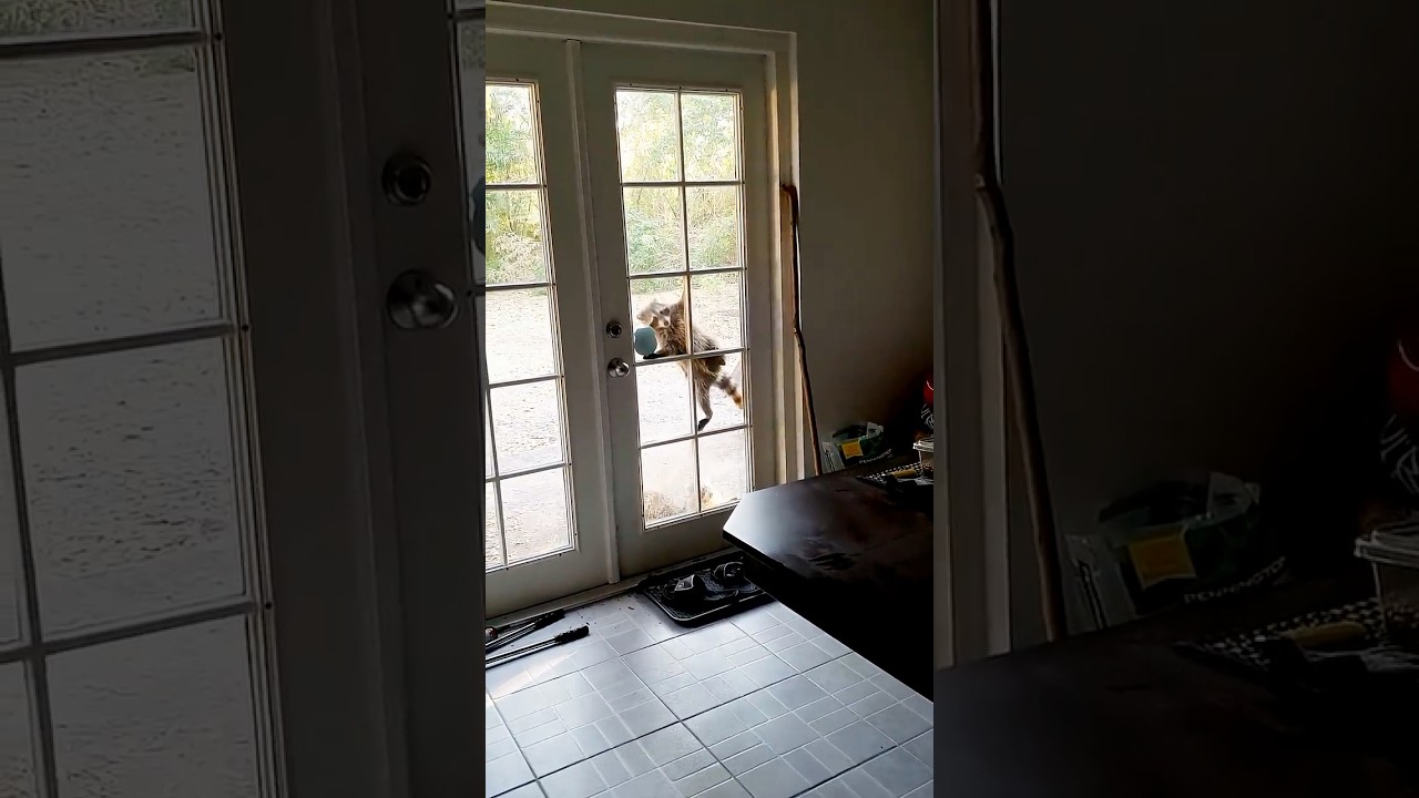 Raccoons Breaking In - Ozzy Man Reviews