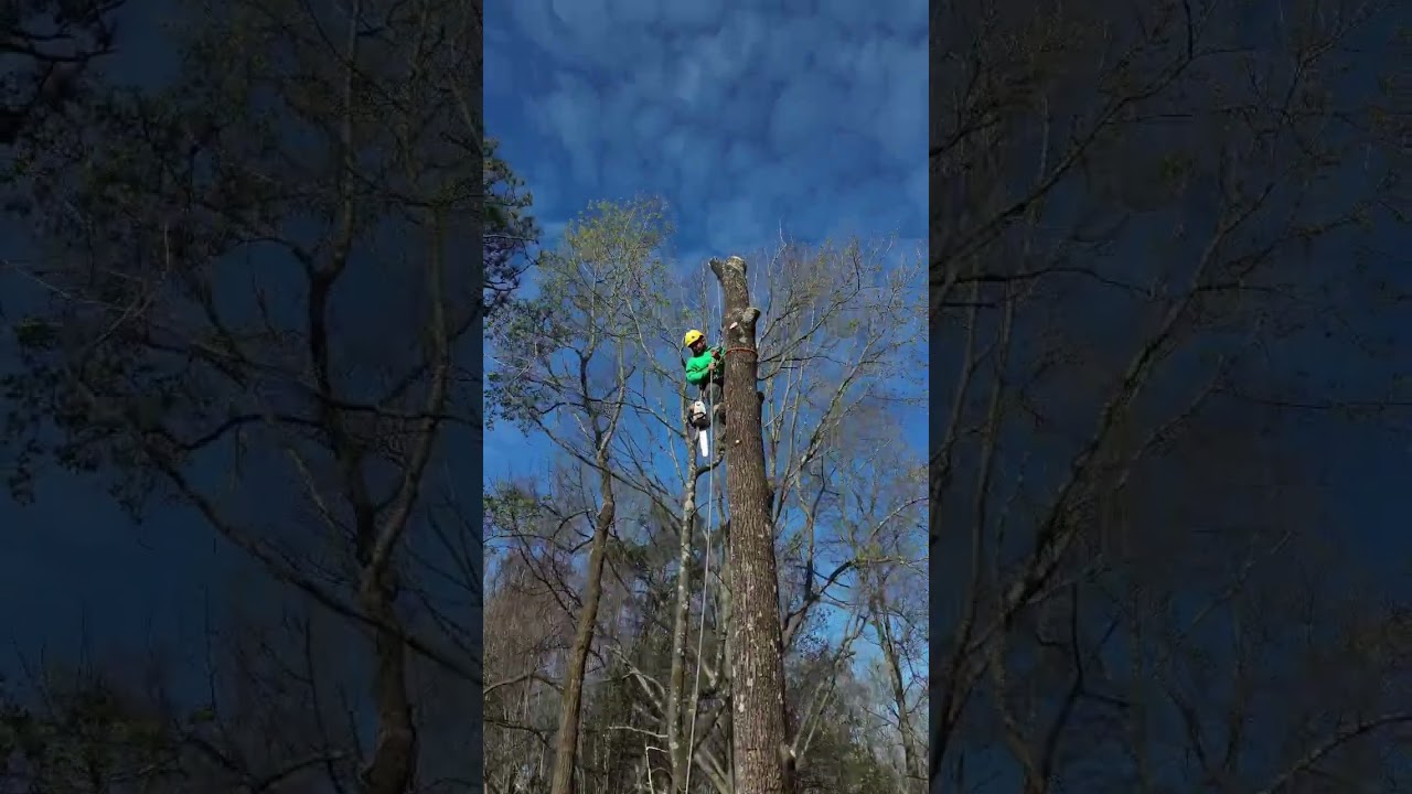 Tree Services & Tree 