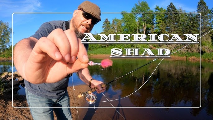Fly Fishing Shad  Part 1 